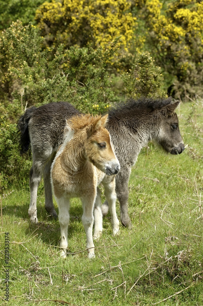 Fototapeta premium Shetland Pony south west England