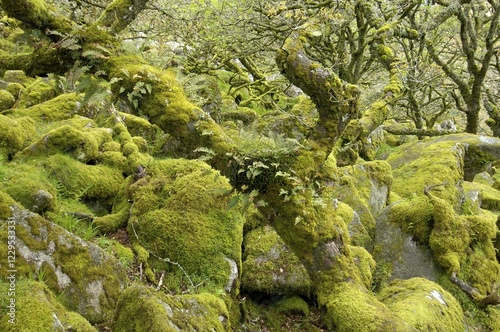 Whistmans Wood near Two Bridges Dartmoor National Park Devon England