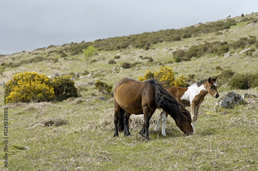 Fototapeta premium Pony with foal Dartmoor National Park Devon England