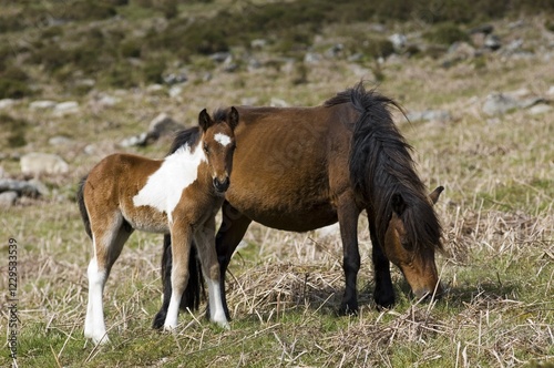 Wallpaper Mural Pony with foal Dartmoor National Park Devon England Torontodigital.ca