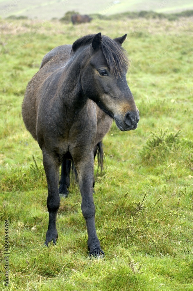 Obraz premium Pony Dartmoor National Park Devon England