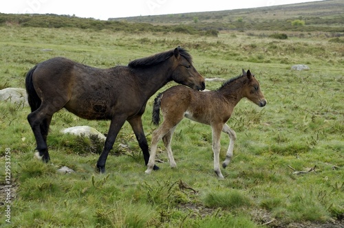Pony with foal Dartmoor National Park Devon England