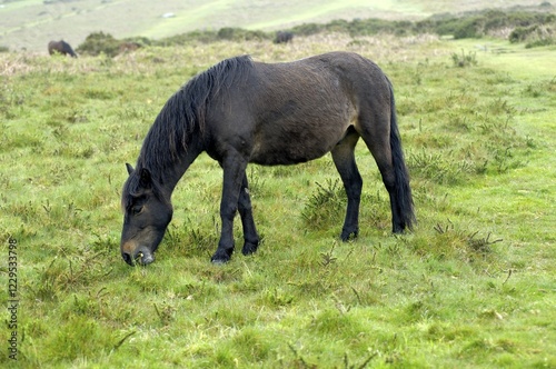 Pony Dartmoor National Park Devon England photo