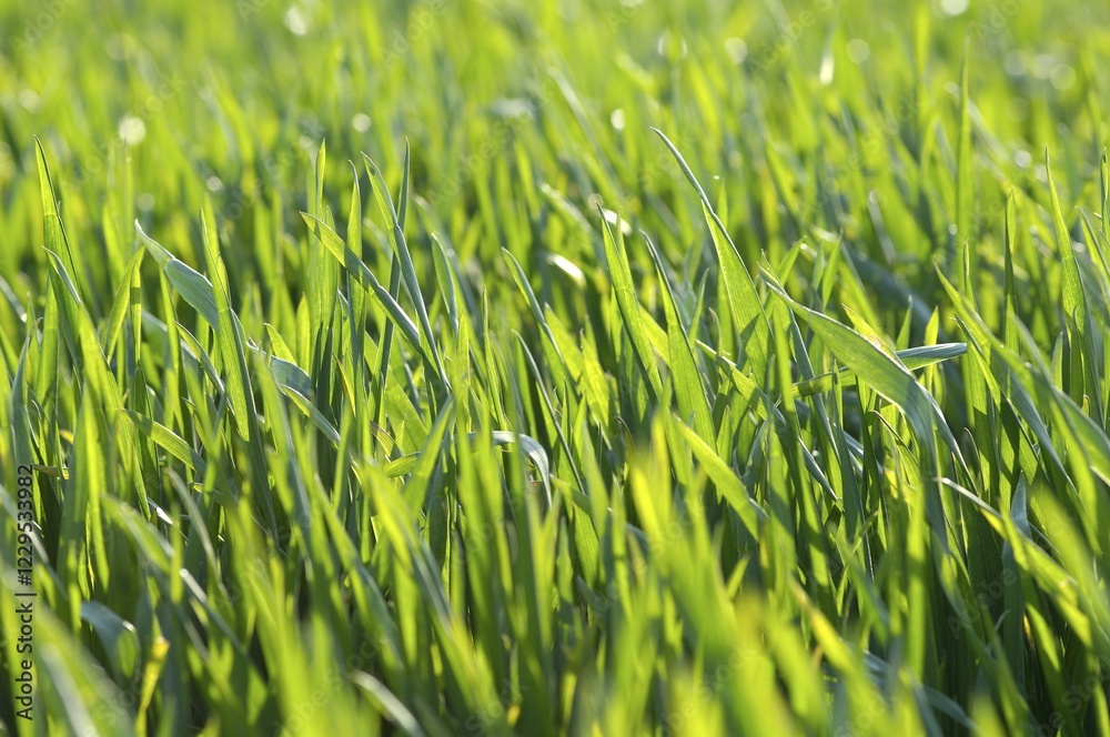 Fototapeta premium Grain field