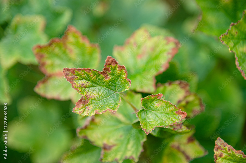 Vibrant green leaves with subtle hints of decay showcasing nature's resilience in a garden during early autumn Vibrant green leaves with subtle hints of decay showcasing nature's resilience in a garden during early autumn