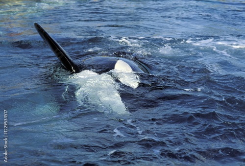 Killer whale ( Orcinus orca ) photo