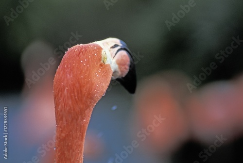 American flamingo ( Phoenicopterus ruber ruber)