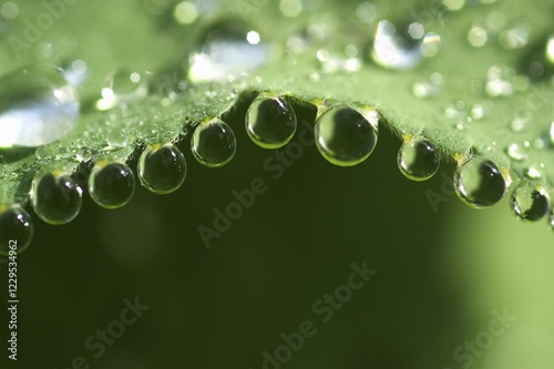 Dew drops on lady's mantle leave ( Alchemilla mollis ) photo