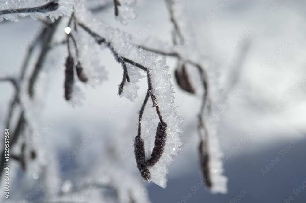 Hoar frost covered alder twig Hoar frost covered alder twig