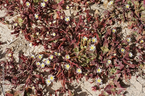 Common Ice Plant ( Mesembryanthemum crystallinum ) , Fuerteventura , Canary Islands photo