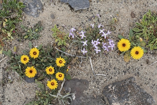 False sowthistle ( Reichardia tingitana ) and stock ( Matthiola bolleana ) , Fuerteventura , Canary Islands photo