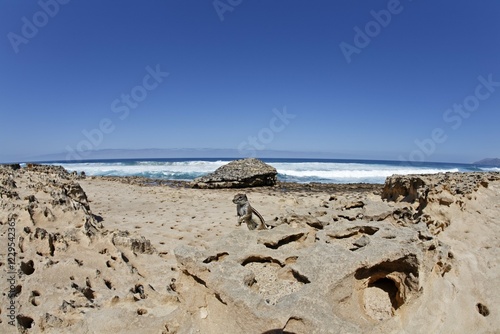 Barbary Ground Squirrel ( Atlantoxerus getulus ) , Playa de Barlovento , Fuerteventura , Canary Islands photo