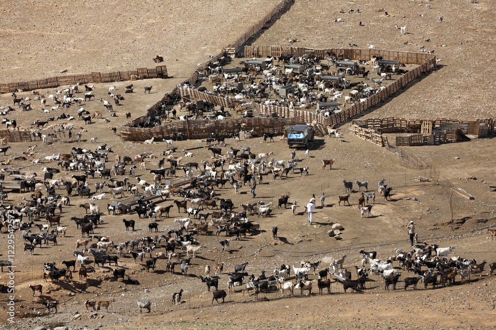 Obraz premium Goats corral near Llanos de la Concepcion , Fuerteventura , Canary Islands