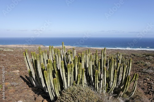 Cardoncillo ( Euphorbia canariensis ) , Jandia , Fuerteventura , Canary Islands photo
