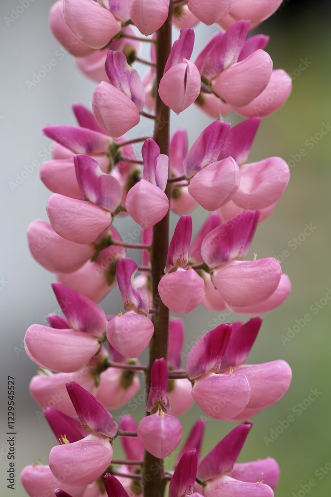 Obraz premium Flower of lupine (Lupinus angustifolius) Germany