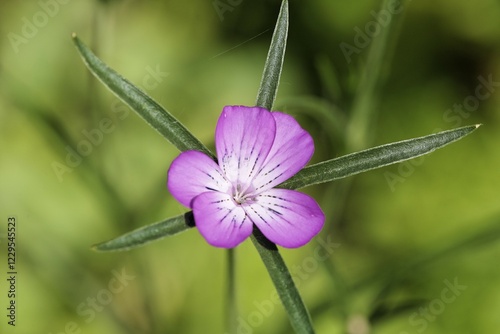 Corncockle ( Agrostemma githago ) medicinal plant , poisonous plant, Germany, Europe photo