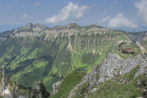 Alpine Ibex (Capra ibex) sitting on a ledge with view of the Bernes Alps, Bern, Switzerland, Europe photo