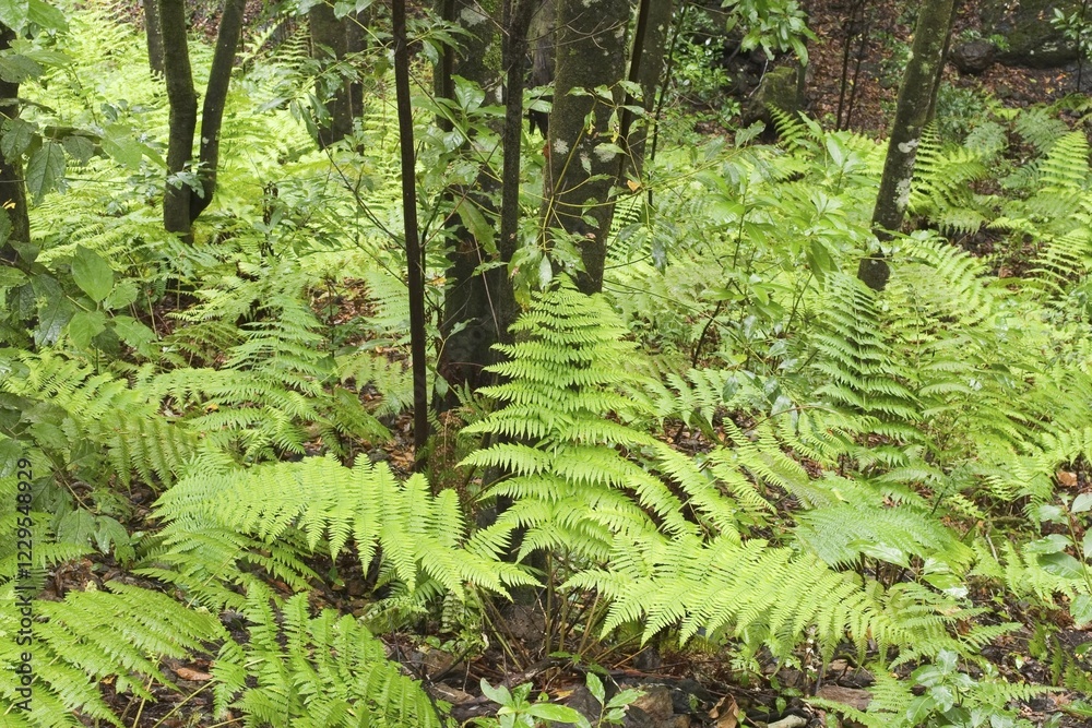 Fototapeta premium Garajonay National Park laurisilva in Barranco de Sobreagulo - La Gomera
