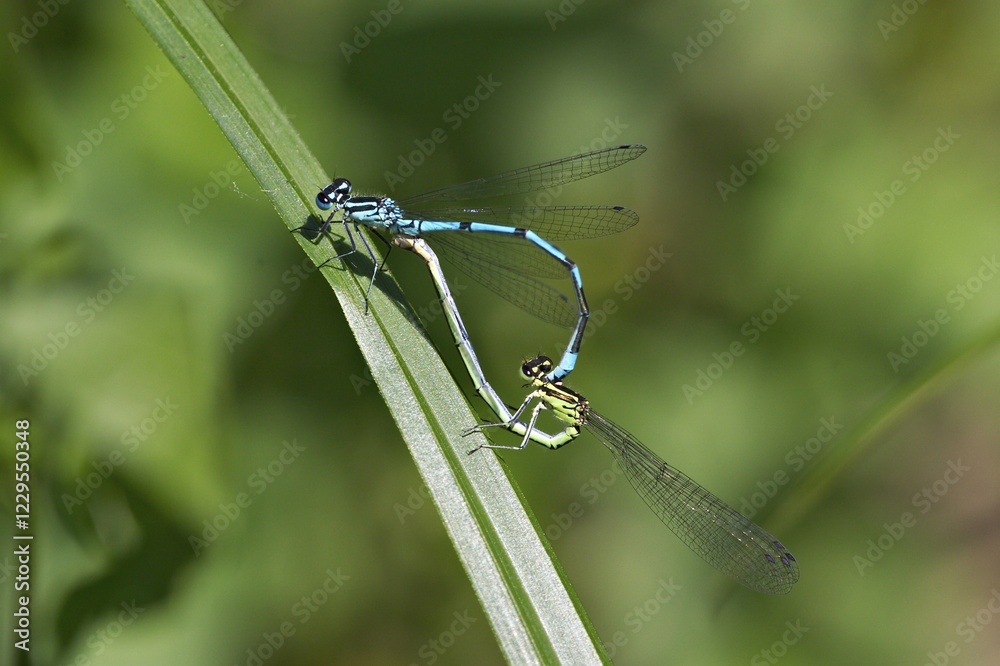 Azure Damselfly ( Coenagrion puella ) Mating wheel Azure Damselfly ( Coenagrion puella ) Mating wheel