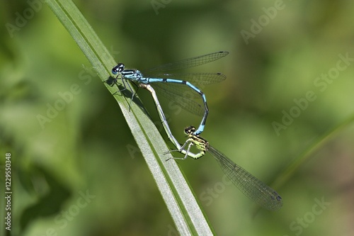 Azure Damselfly ( Coenagrion puella ) Mating wheel photo