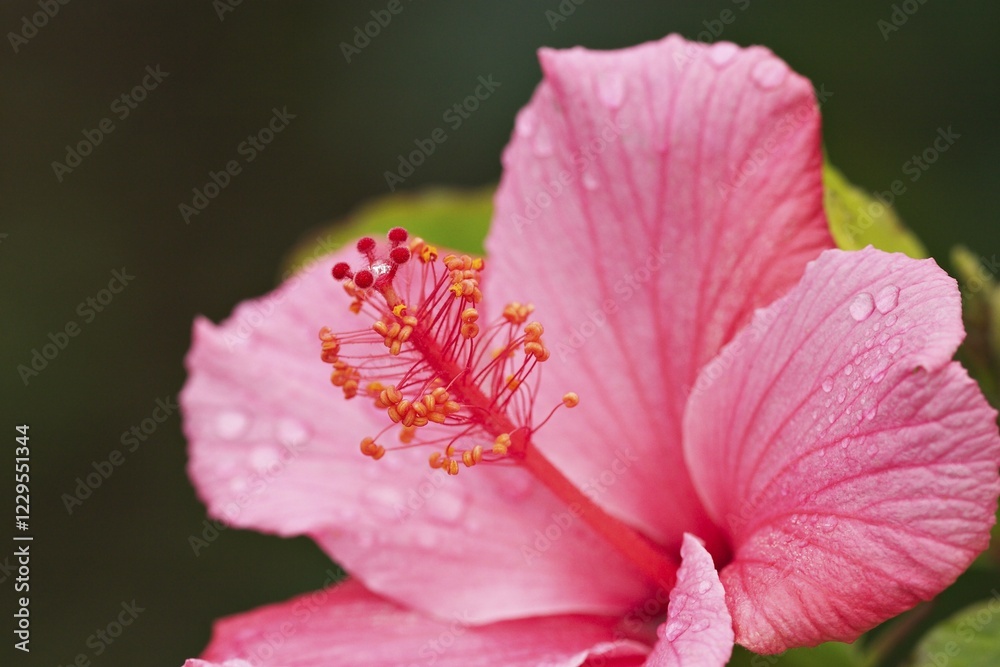 Fototapeta premium Bloom of hibiscus