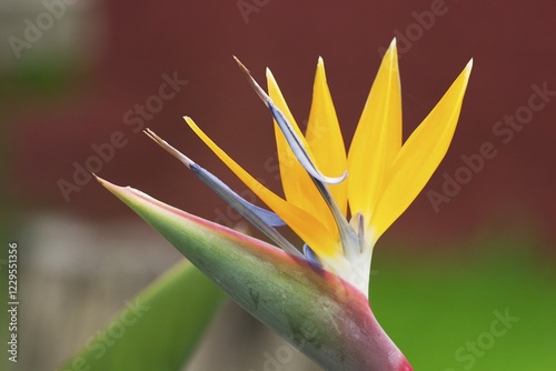 Bloom of Crane flower - Bird of Paradise Flower - Geel Piesang - Strelitzia reginae photo