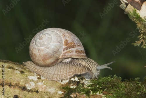 Large garden snail - Burgundy Snail - Helix pomatia - Germany photo