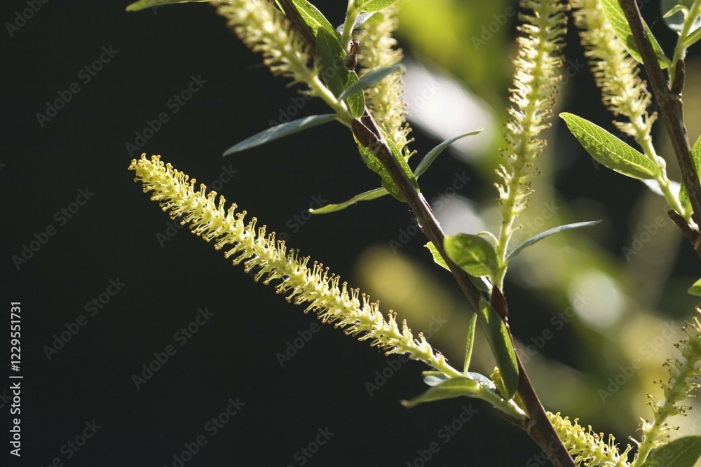Fototapeta premium Willow catkins - white willow - Salix alba