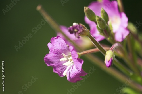 Willowherb - Hairy Willow-Herb ( Epilobium hirsutum ) photo