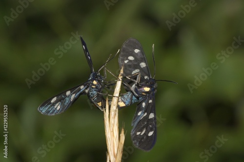 Burnet moth - Slovenia photo
