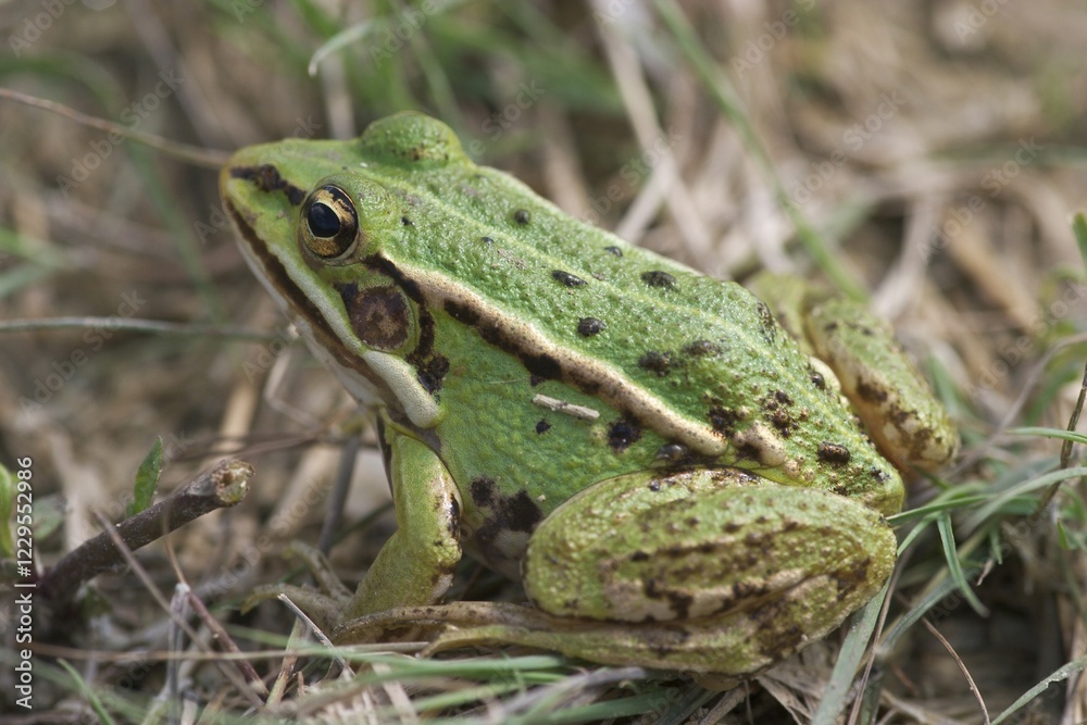Water frog, common European frog ( Rana esculenta ) Water frog, common European frog ( Rana esculenta )