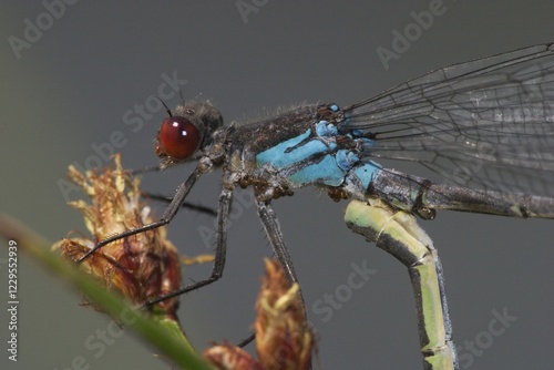 Male Red-eyed damselfly ( Erythromma najas ) - mating wheel photo