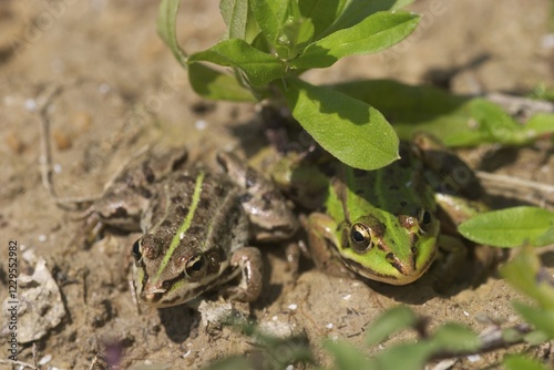 Water frog, common European frog ( Rana esculenta ) - young animals photo