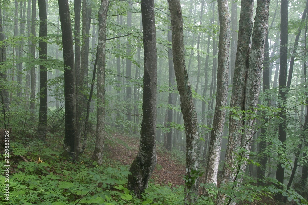 Fototapeta premium Forest - mountain Slivnica - Slovenia
