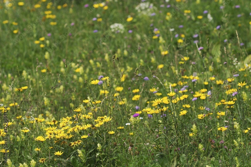 Fototapeta premium Meadow with flowers on the Mountain Slivnica - Slovenia