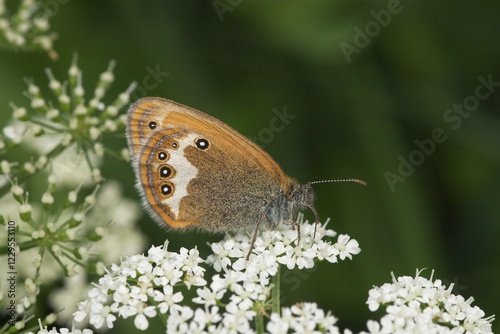 Pearly heath ( Coenonympha arcania ) - Slovenia photo