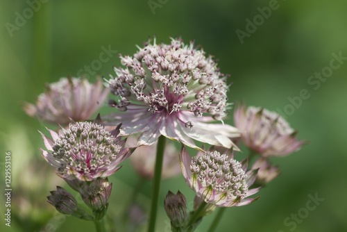 Greater masterwort ( Astrantia major ) - Slovenia photo