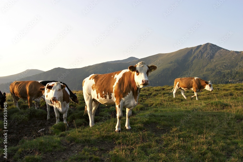 Obraz premium Cows in National Park Nockberge - Carinthia - Austria