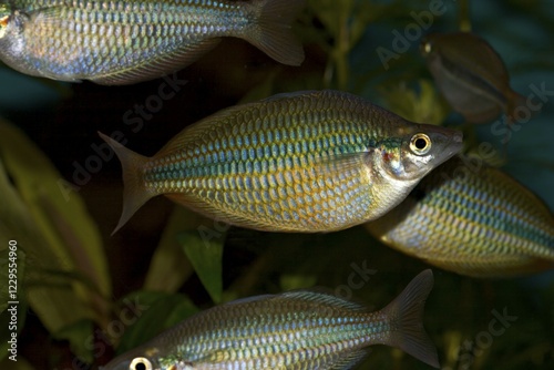 Goyder River Rainbowfish - Banded Rainbow Fish - Melanotaenia trifasciata photo