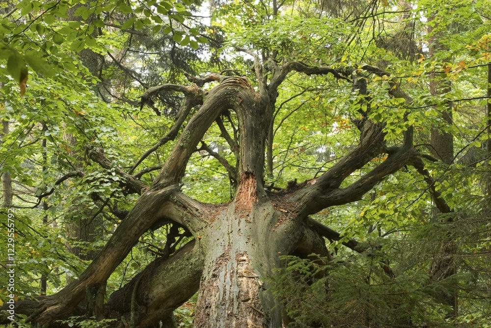 Bavarian Forest National Park Germany Bavarian Forest National Park Germany