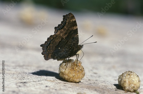 Large Tortoiseshell Nymphalis polychloros on mulberry Italy