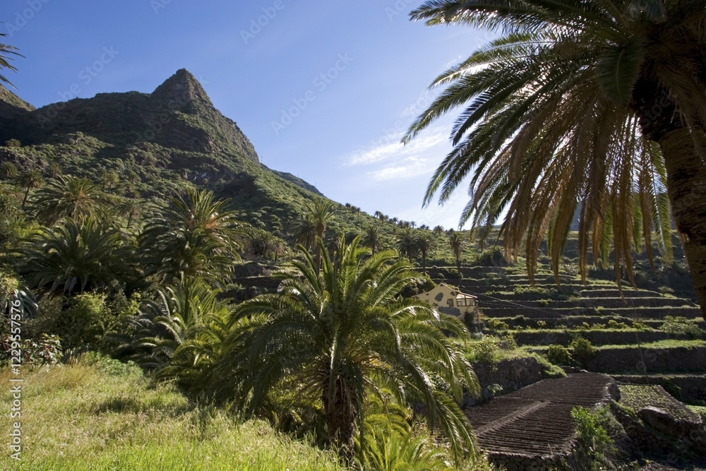 Fototapeta premium Palms in Valle Gran Rey La Gomera Canary Islands