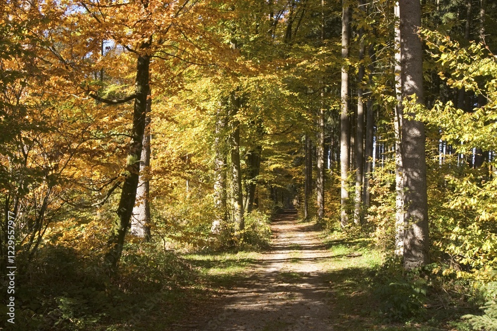 Fototapeta premium Forest path - Upper Bavaria - Germany