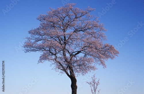 Young oak Quercus robur hoarfrost Germany photo