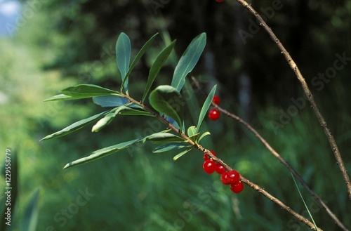 Spurge laurel - February daphne - with berries - Daphne mezereum Germany