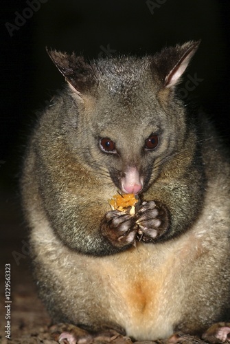 Possum (Trichosurus vulpecula), Marsupial, Australia, Oceania photo