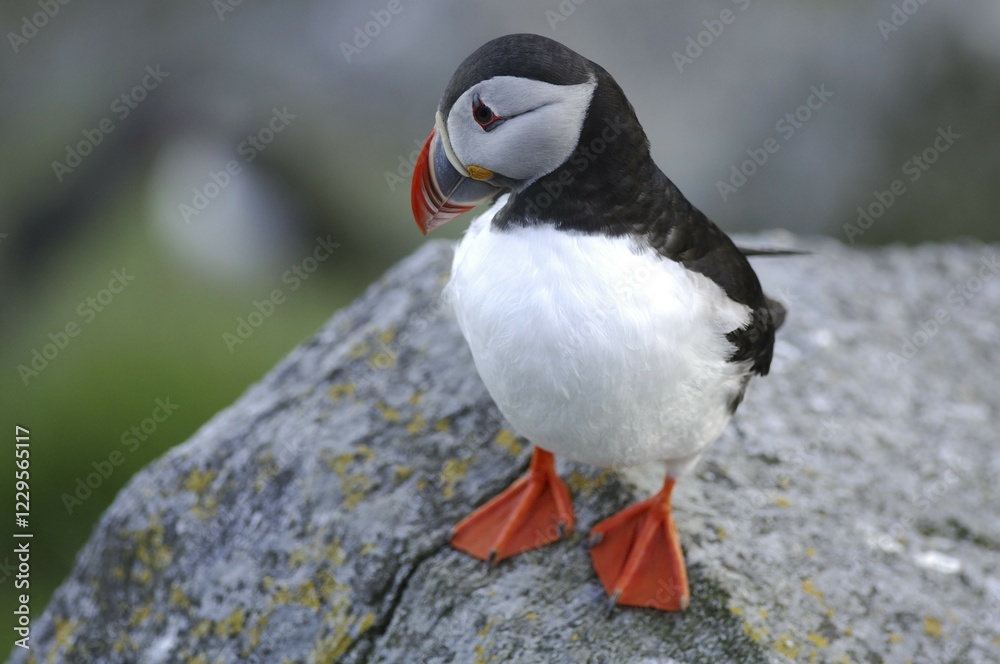 Fototapeta premium Atlantic Puffin (Fratercula arctica), Runde Island, More og Romsdal, Norway, Scandinavia, Europe