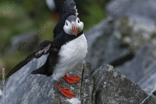 Atlantic Puffin (Fratercula arctica), Runde Island, More og Romsdal, Norway, Scandinavia, Europe photo