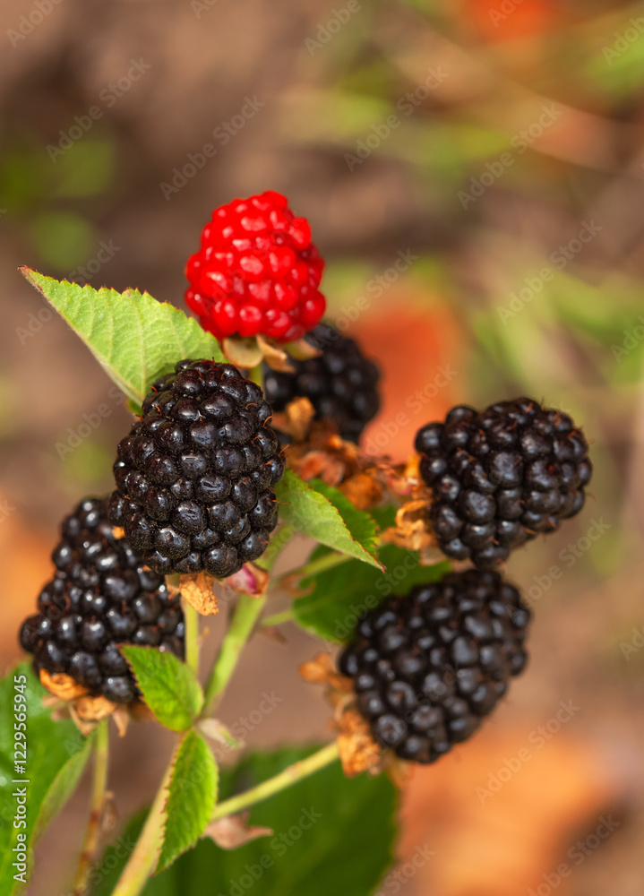 Fruiting blackberries in the garden. Growing and caring for blackberries Fruiting blackberries in the garden. Growing and caring for blackberries