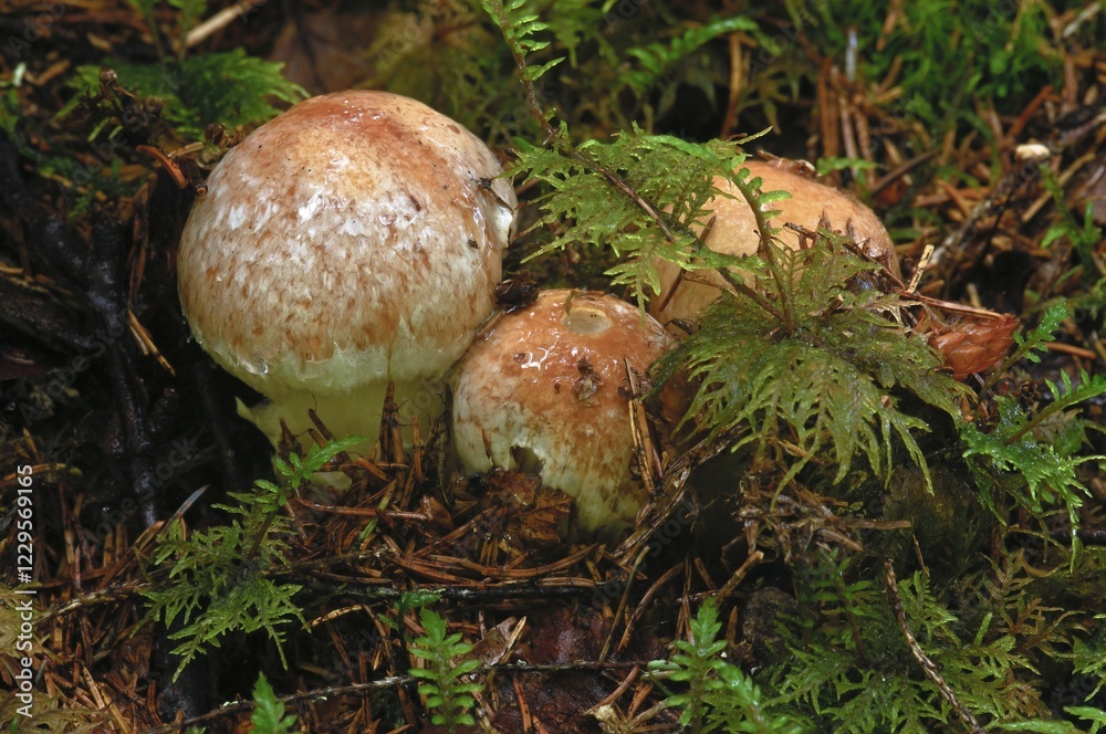 Honey fungus (Armillaria spp.) mushrooms with moss, Norway, Scandinavia, Europe Honey fungus (Armillaria spp.) mushrooms with moss, Norway, Scandinavia, Europe